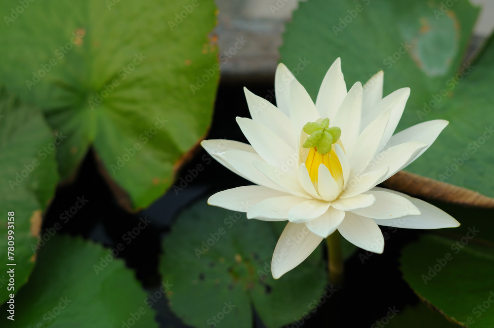 A White Water Lily with an Outgrowth A White Water Lily with an Outgrowth