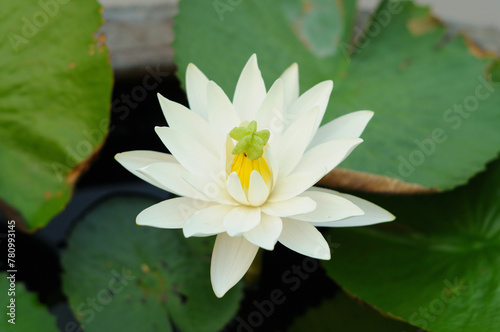 A White Water Lily with an Outgrowth