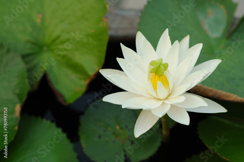 A White Water Lily with an Outgrowth