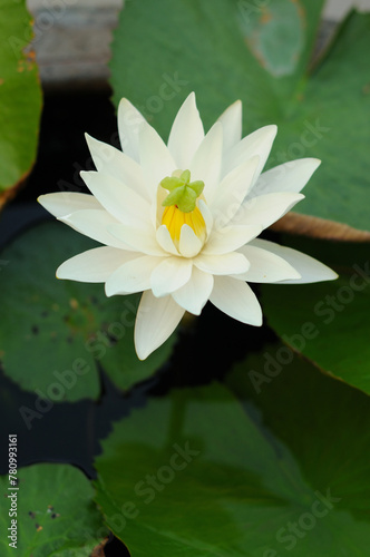 A White Water Lily with an Outgrowth