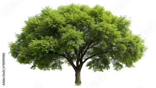 Green tree isolated on transparent background photo