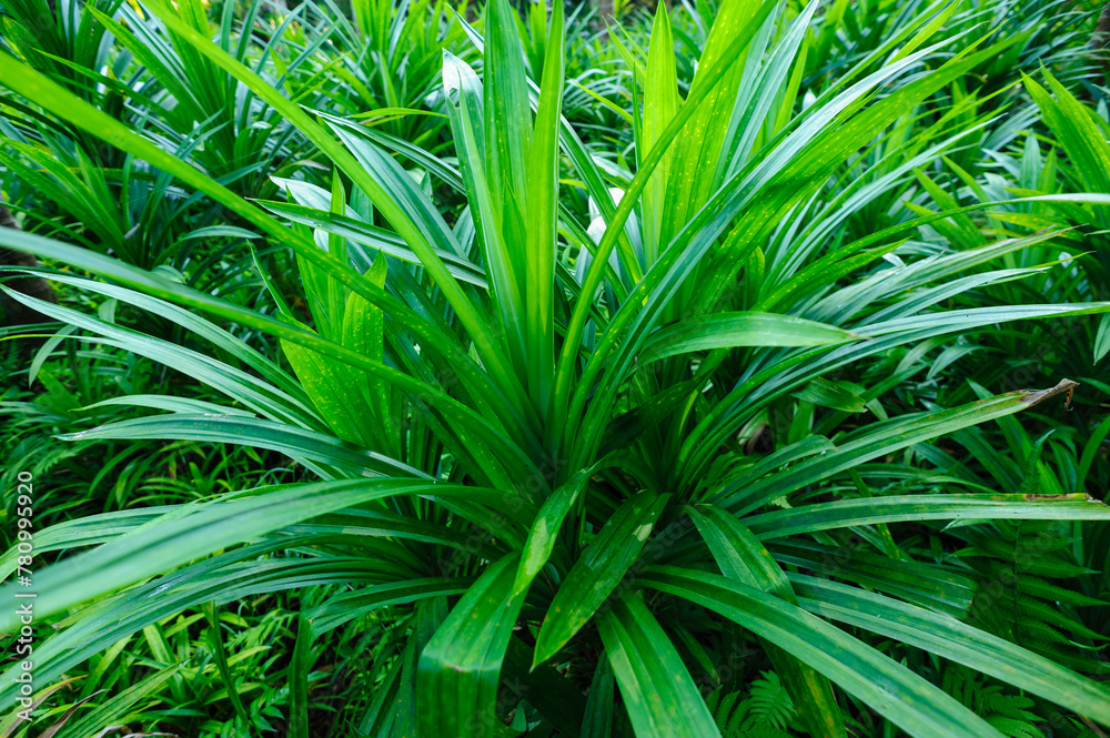 Pandan leaf grow in field Pandan leaf grow in field