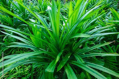 Pandan leaf grow in field