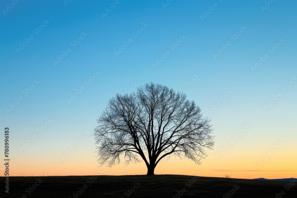 The minimalist silhouette of a bare tree against a twilight sky The minimalist silhouette of a bare tree against a twilight sky