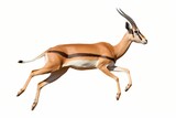 Elegant gazelle in mid-leap, slender legs stretched gracefully, isolated on white solid background