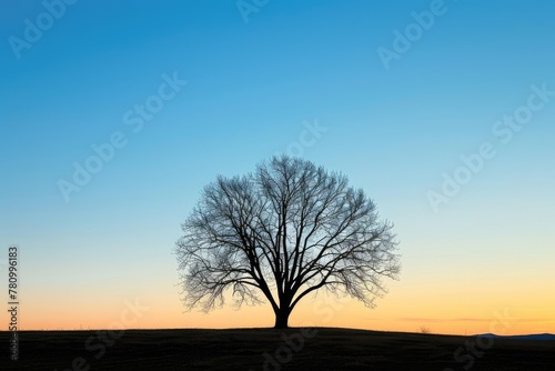 The minimalist silhouette of a bare tree against a twilight sky