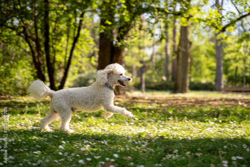 Fototapeta premium Poodle running in the park, spring time, back light sunny day