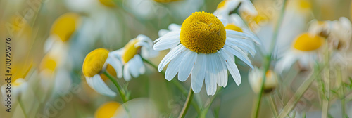 close up of the white and yellow chamomile flower, generative AI photo