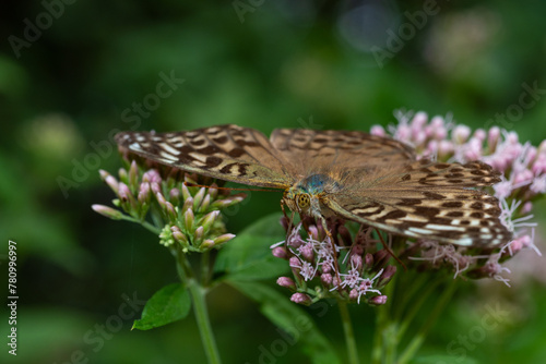 Close up of butterfly on flower in the garden during springtime photo