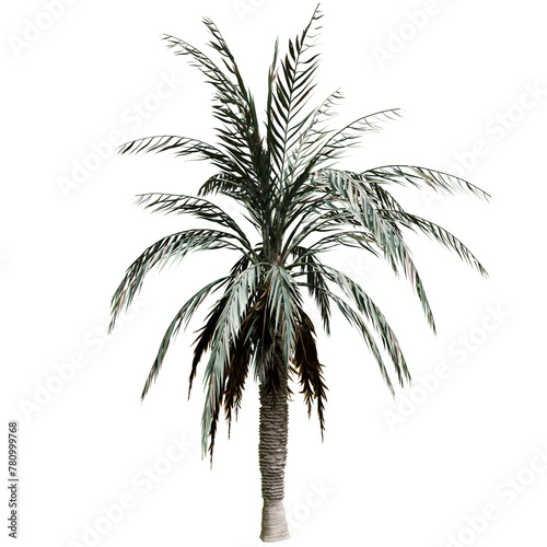 Palm tree isolated on white background with a high resolution