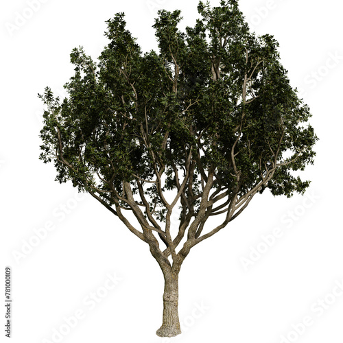 Black Board tree isolated on white background with a high resolution