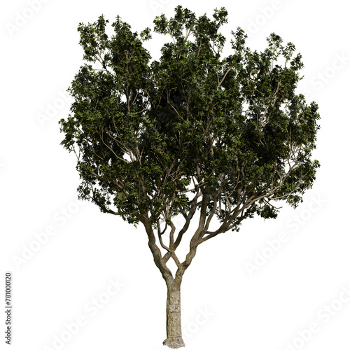 Black Board tree isolated on white background with a high resolution