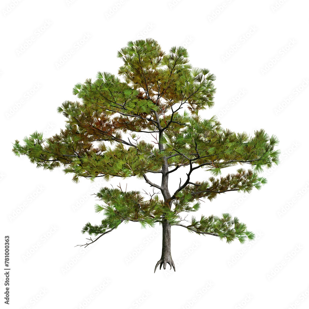 Obraz premium Siberian Pine tree isolated on white background with a high resolution