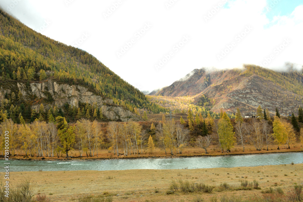 A wide channel of a turquoise river flowing along yellowed leaves at the foot of a high mountain on a sunny autumn day.