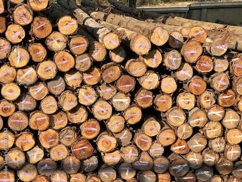 Fototapeta Naklejka Na Ścianę i Meble -  a pile of wood logs