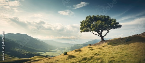 Tall tree standing on a lush green hilltop, offering a picturesque view of the serene valley below