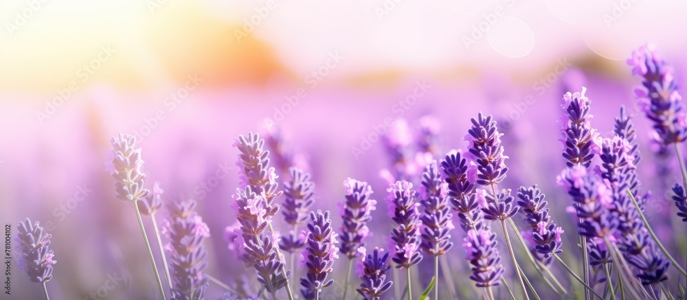 Lavender flowers bloom abundantly in a picturesque field as the sun sets in the background Lavender flowers bloom abundantly in a picturesque field as the sun sets in the background