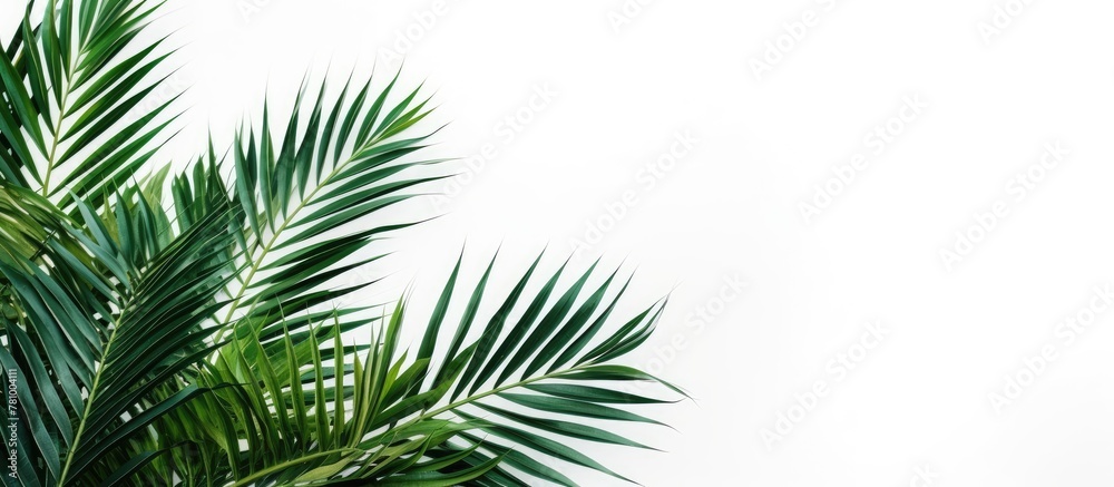 Placed on a table, a plant enhances the indoor space with its green foliage Placed on a table, a plant enhances the indoor space with its green foliage