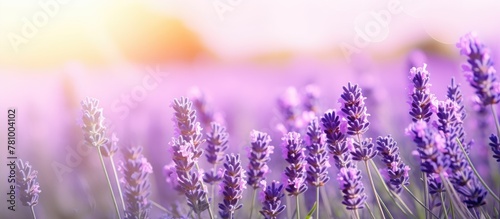 Lavender flowers bloom abundantly in a picturesque field as the sun sets in the background