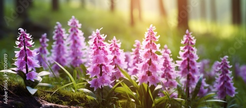 Wild purple flowers illuminated by the sun in the midst of a dense forest setting  creating a serene and vibrant scene