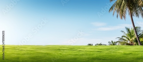 Wallpaper Mural Palm trees and grassy field highlighted under clear blue skies create a serene natural landscape Torontodigital.ca