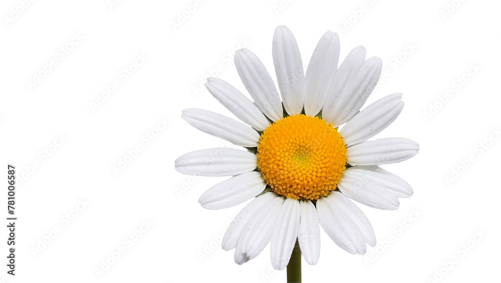 Fototapeta premium Daisy Flower Plant Spring Petals