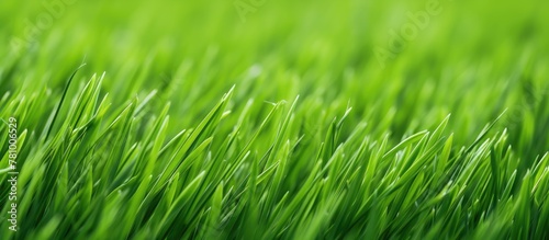 Vibrant green grass field covered with sparkling water droplets from dew in close-up view