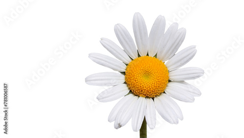 Daisy Flower Plant Spring Petals