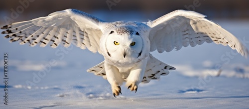 Majestic snowy owl gracefully flying with wings outstretched above a snow-covered field