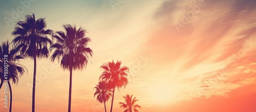 Foreground shows tall palm trees silhouetted against a vibrant sunset sky background, creating a tranquil tropical scene.
