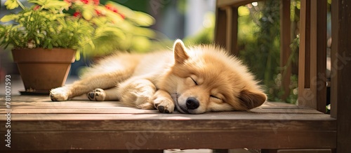 Adorable puppy peacefully sleeping on a wooden deck with a green potted plant in the background