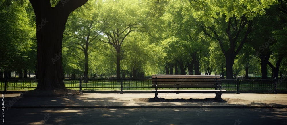 Bench under tree in tranquil park surrounded by greenery and nature