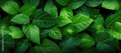 Lush  vibrant green leaves captured in a detailed close-up shot  showcasing nature s beauty and freshness