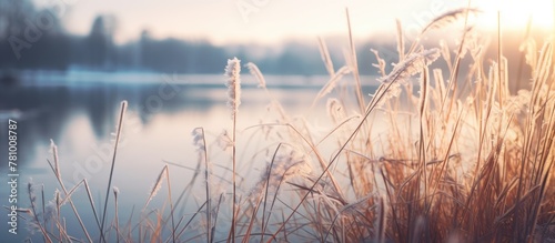 Plant with icy frost close to water, reflecting the cold winter scene photo