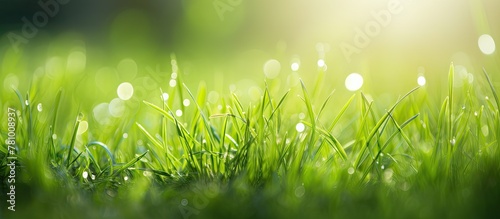 Green grass blades are in focus, displaying tiny water droplets reflecting light in a macro shot