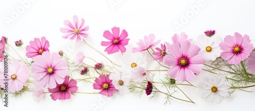 Group of cosmos blossoms arranged neatly on a clean white surface © Ilgun