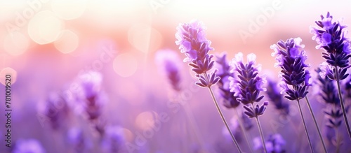 Lush lavender flowers stand out in a vibrant field, with a beautifully blurred background enhancing their natural beauty