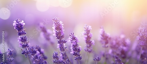 Purplish lavender flowers blooming vibrantly under a radiant light in a lush field