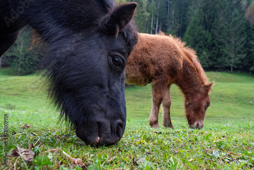 Ponies grazing on grassy meadow during springtime photo