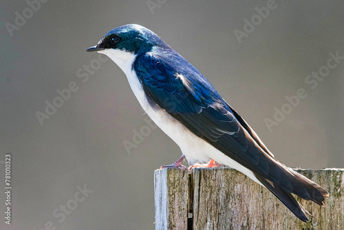 Tree Swallow In Profile.