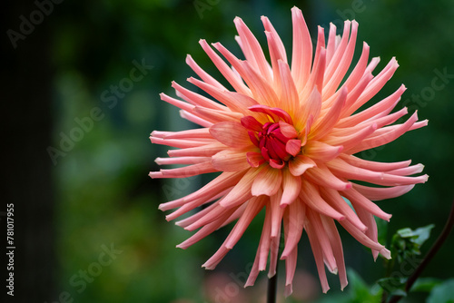 Close up on beautiful flower bloom in garden during springtime in the Alps photo