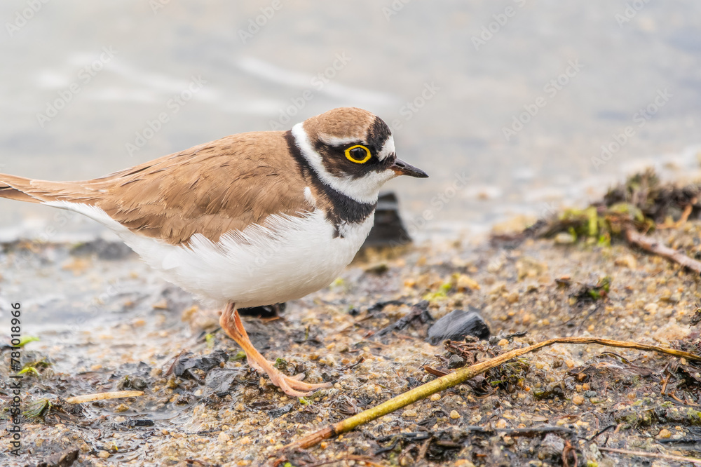 Little ringed plover (Charadrius dubius), bird standing on the lake shore
