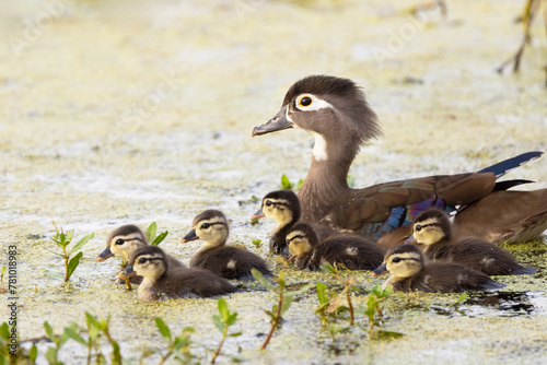 Quadro su tela A female wood duck (Aix sponsa) guides her ducklings (babies) across a pond in s