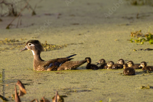 A mother wood duck (Aix sponsa) guides her ducklings (babies) across a pond in southwest Florida