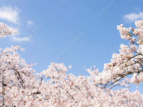 cherry blossom in spring