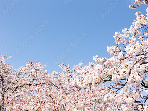 cherry blossom in spring