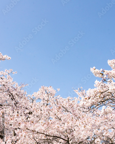cherry blossom in spring