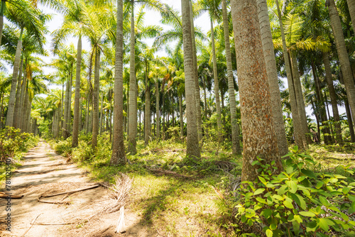 Palm tree jungle near Muse Lake in Qiongzhong, Hainan, China