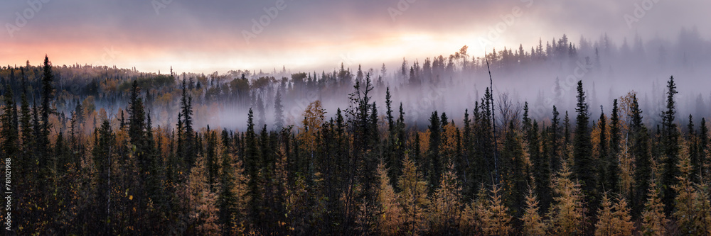 Obraz premium fog in the trees