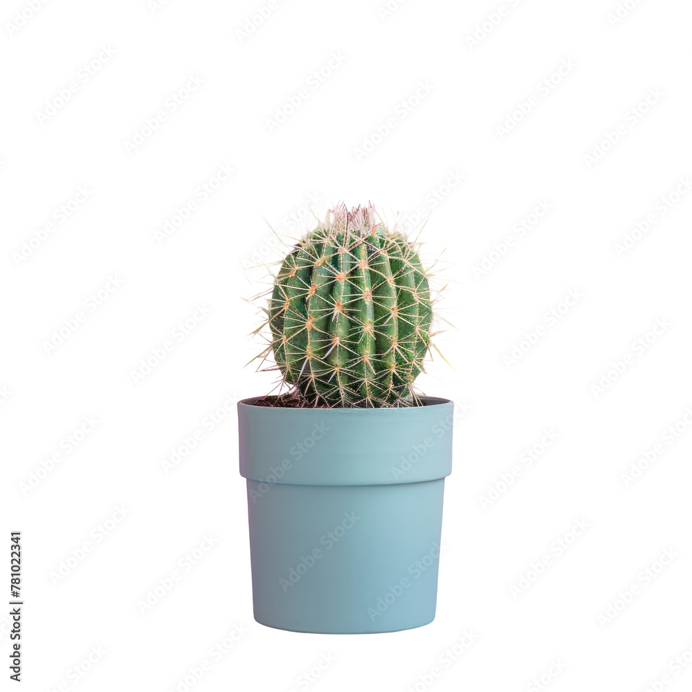 A cactus in a pot on a Transparent Background A cactus in a pot on a Transparent Background